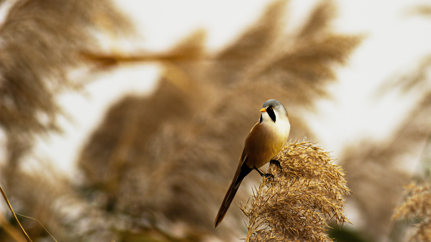 Bearded Reedling